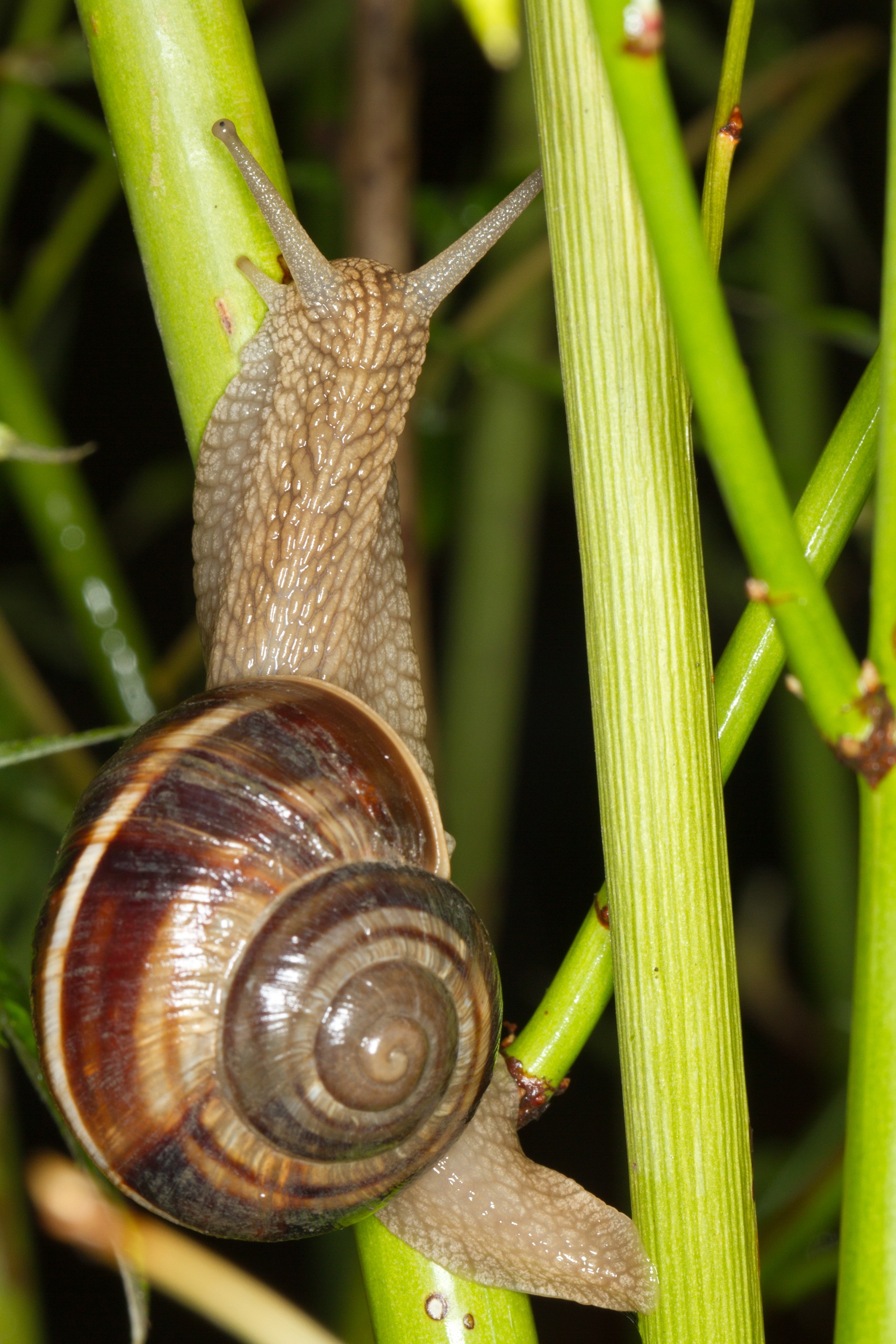 Coiled shell of a land snail