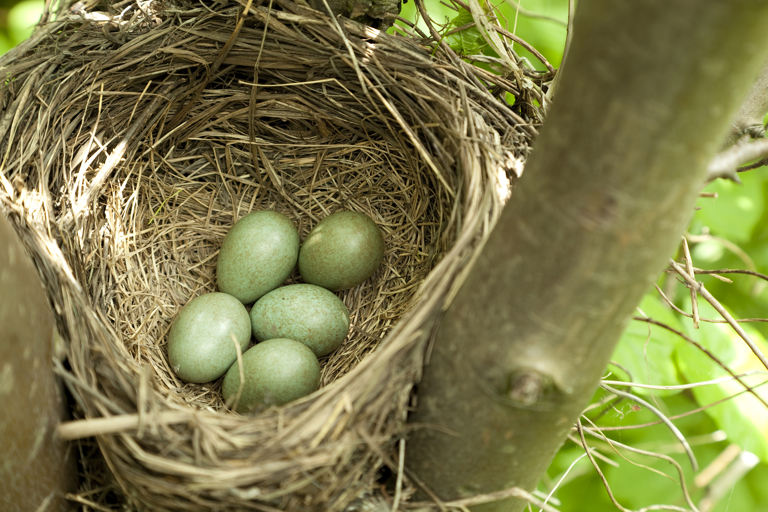 Brittle bird's egg shells