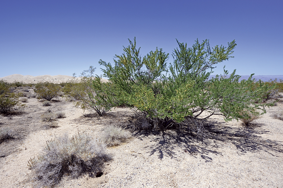 Creosote bush