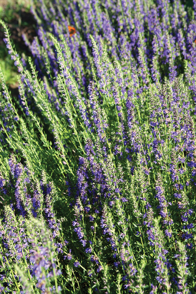 Hyssop