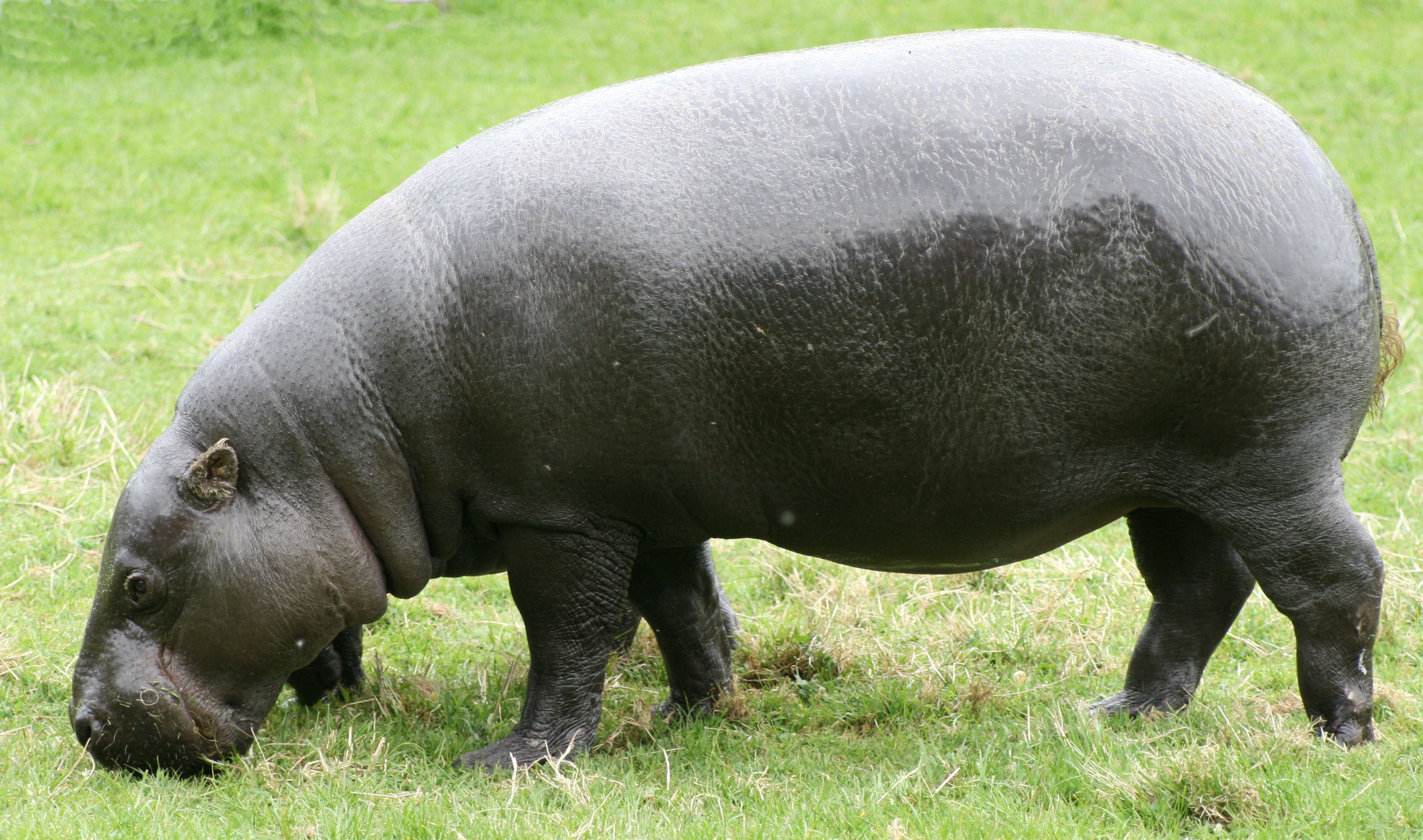 Pygmy hippopotamus