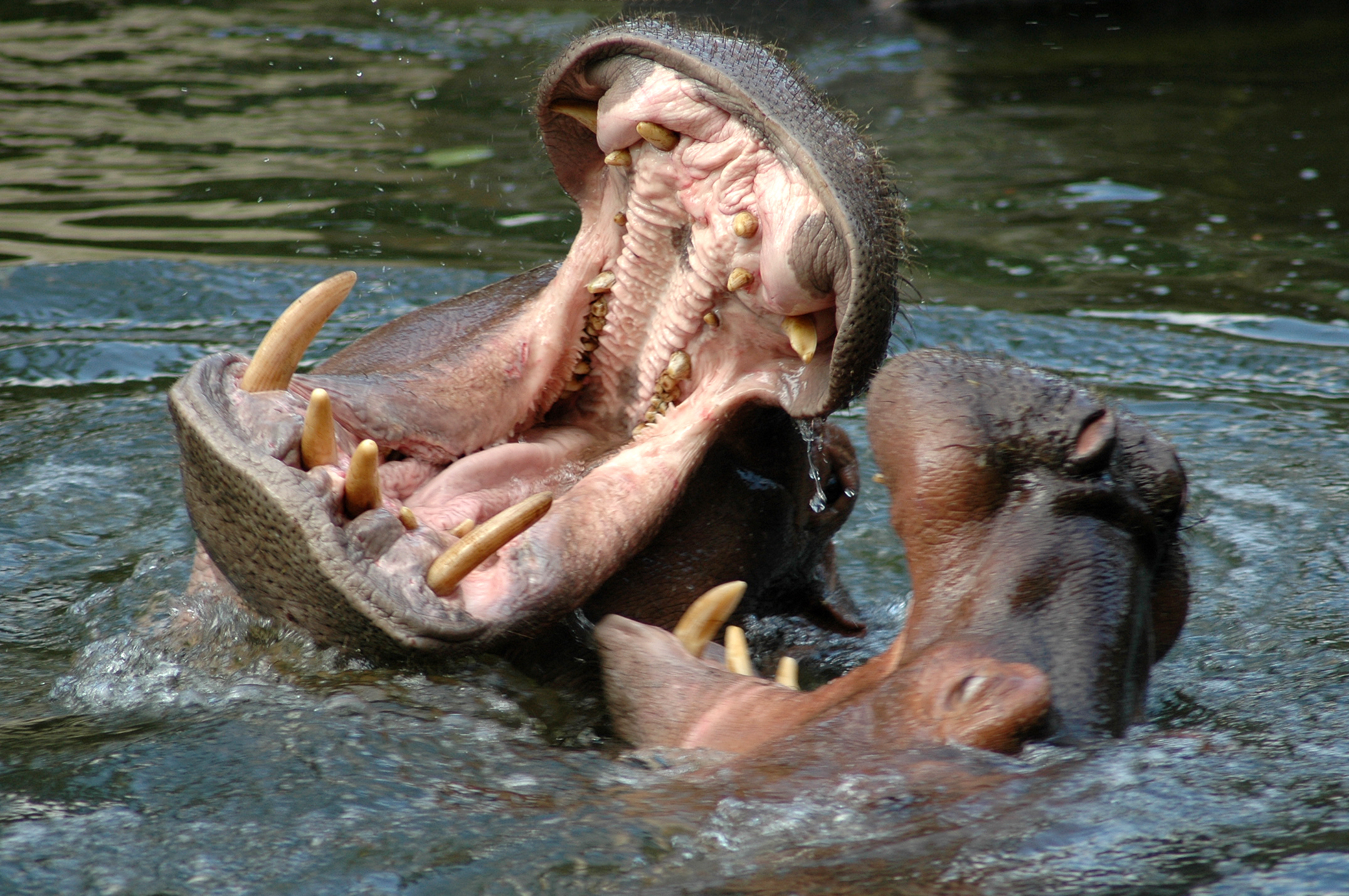 Hippopotamuses have long curved teeth