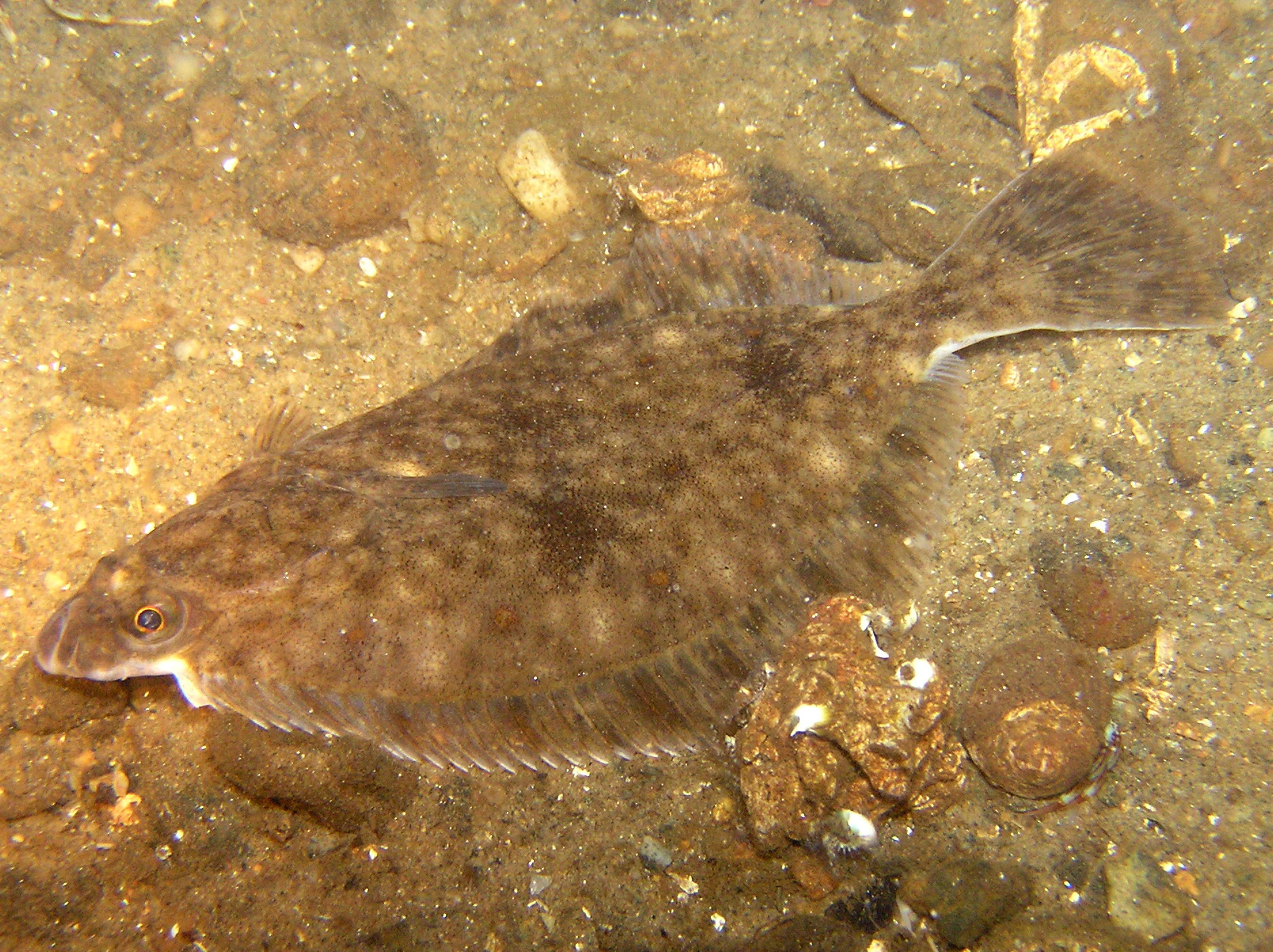 Flounder lies on ocean bottom