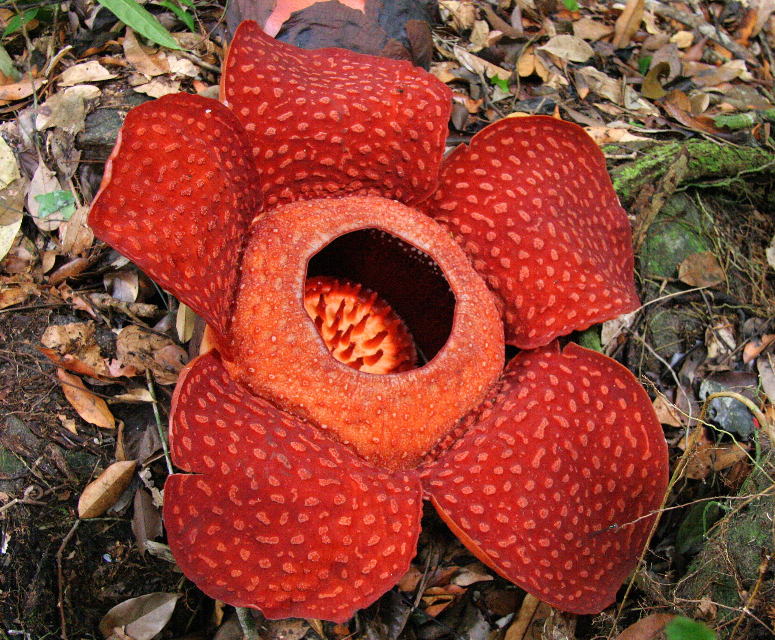 Rafflesia, the world's largest flower