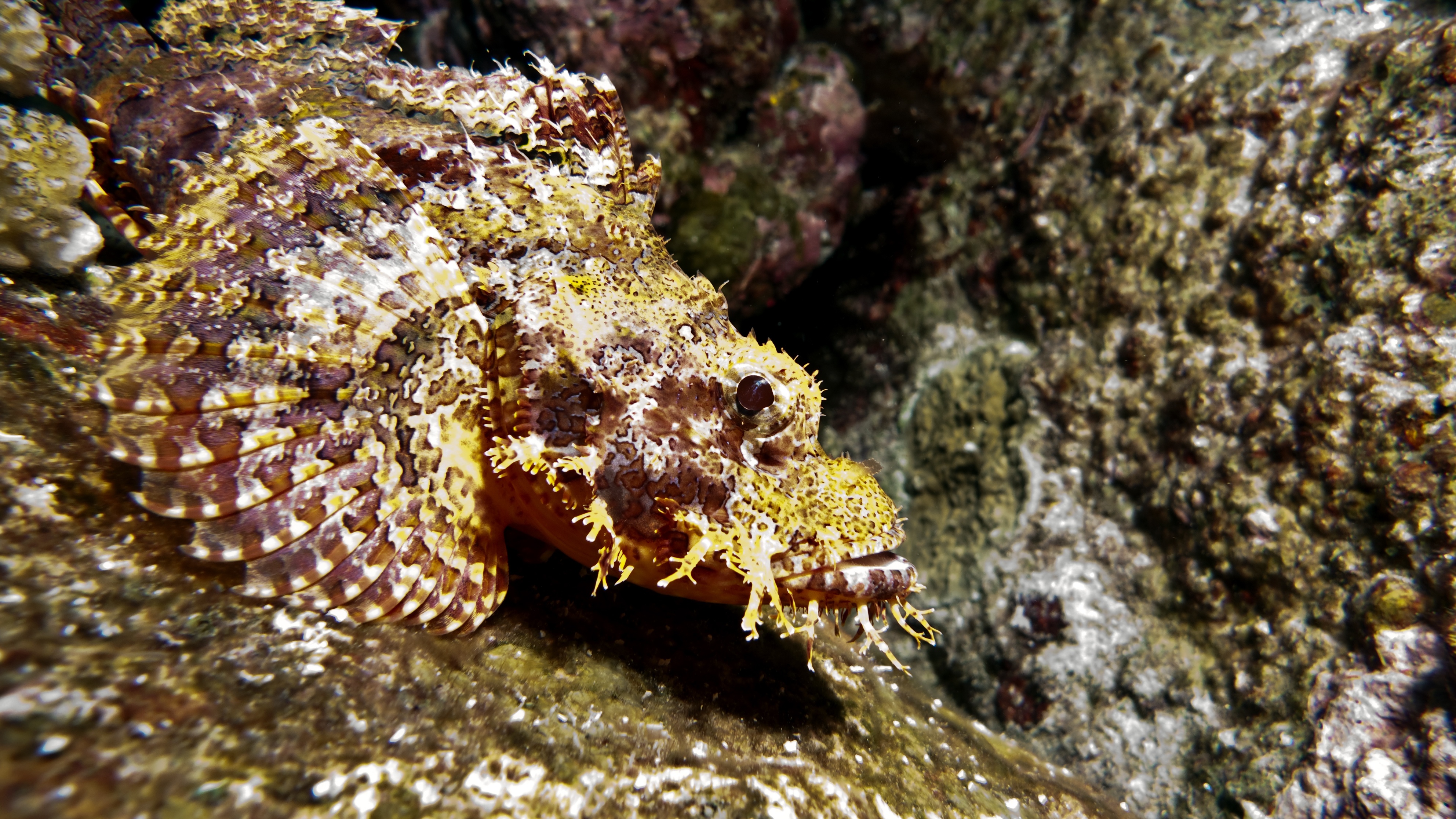 Stonefish