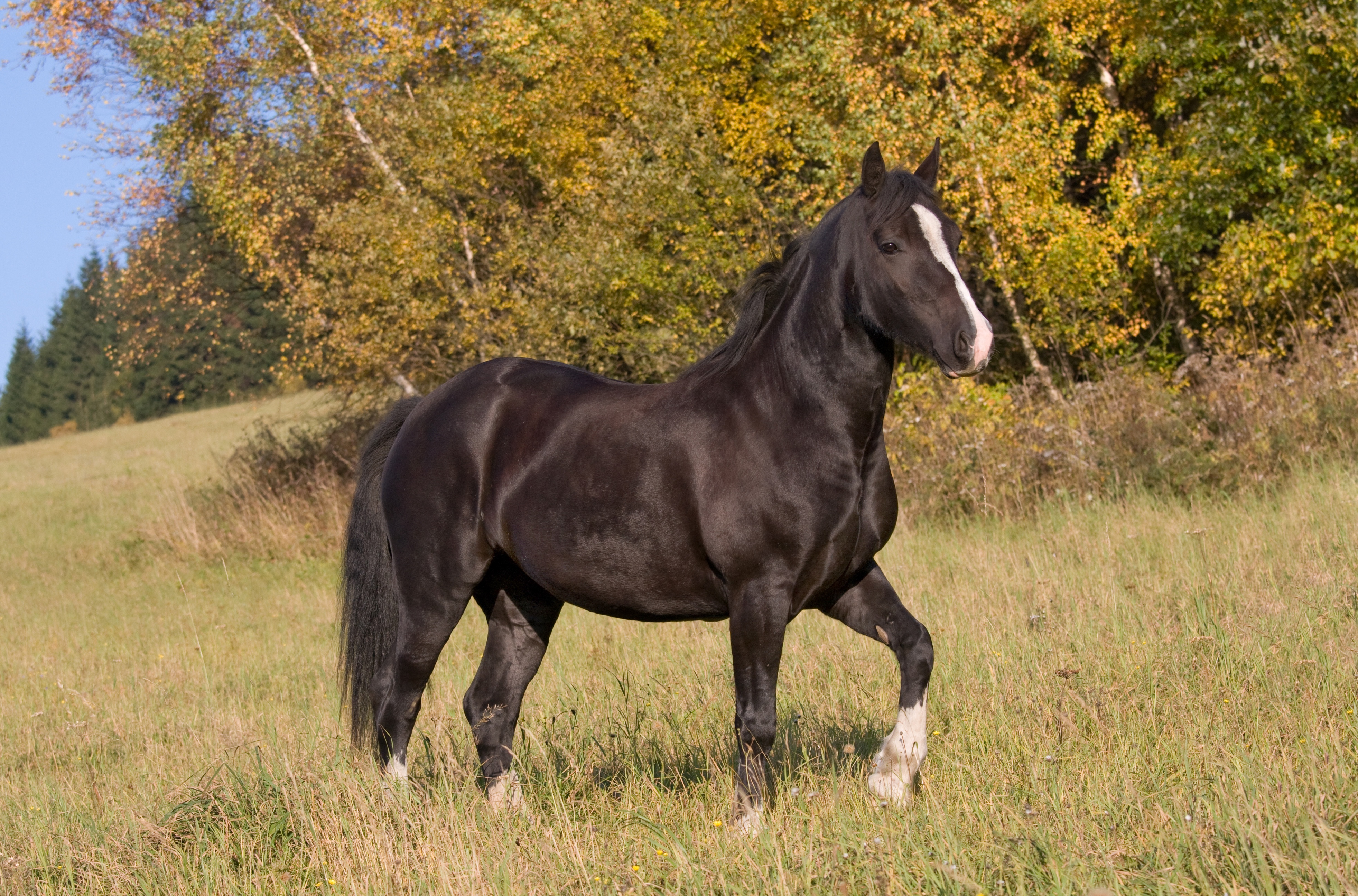 Welsh pony