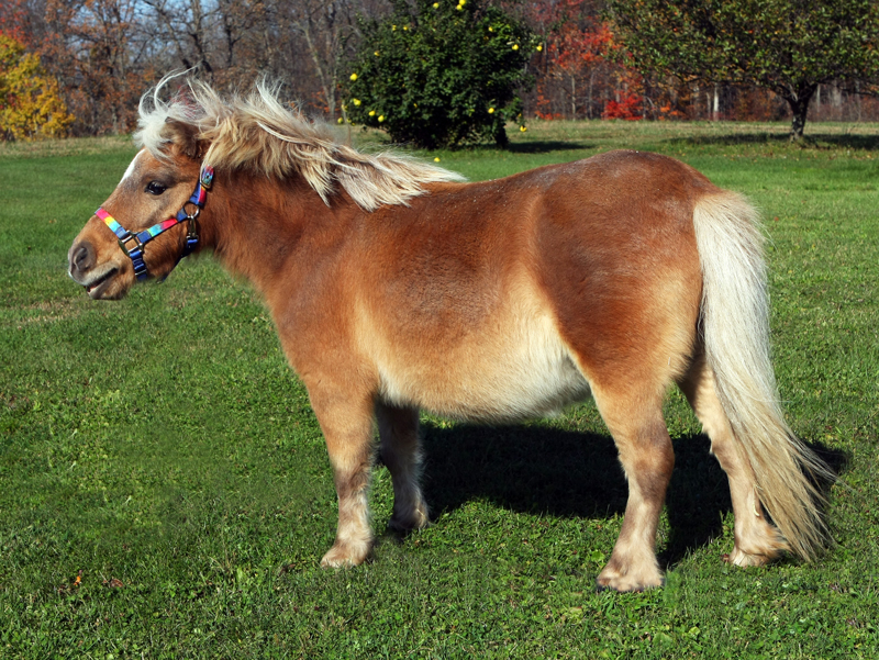 Shetland pony