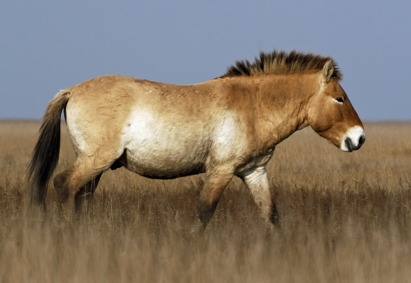 Przewalski's horse