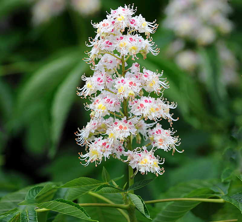 Horsechestnut flower