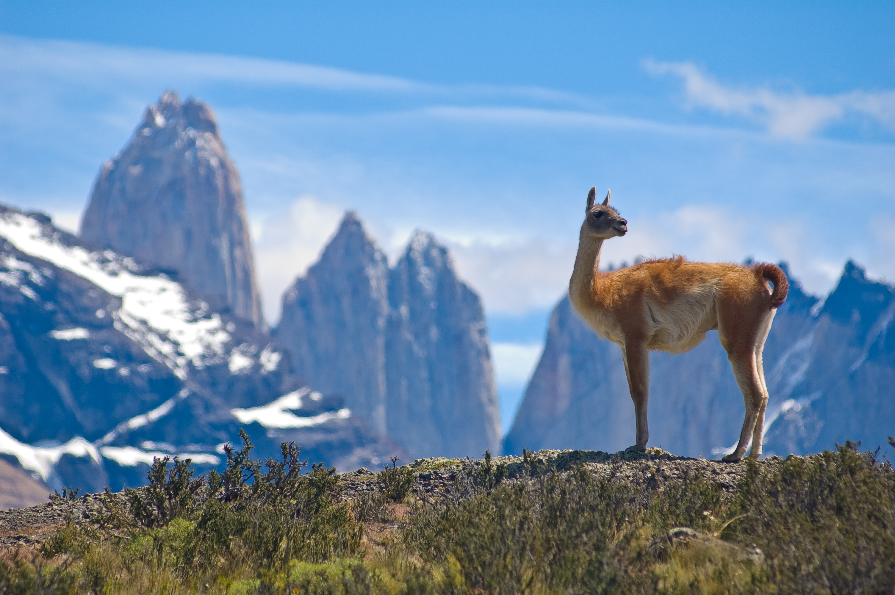 Guanaco