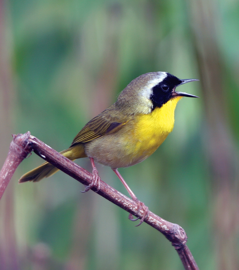 The yellowthroat