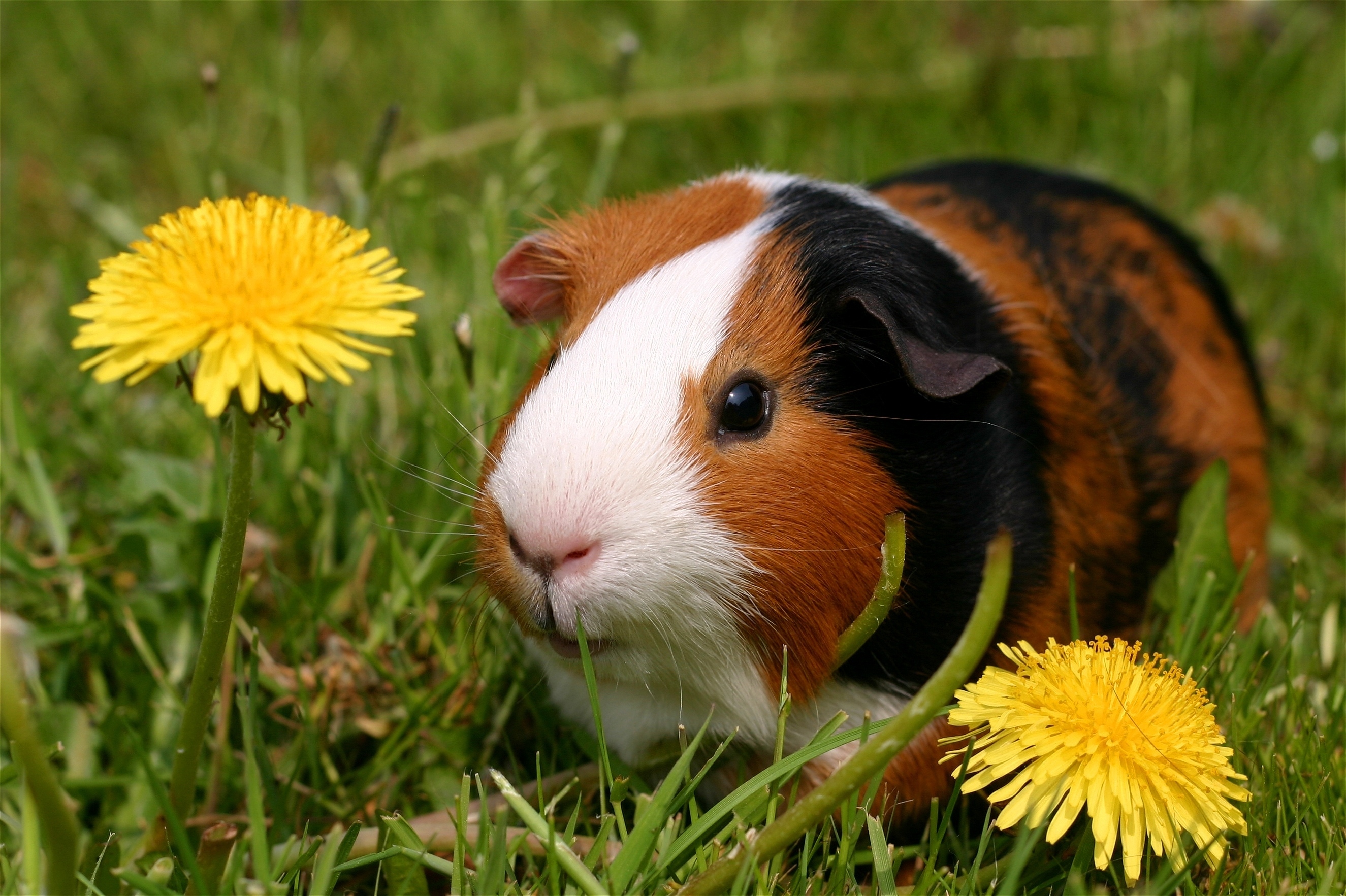 Guinea pig