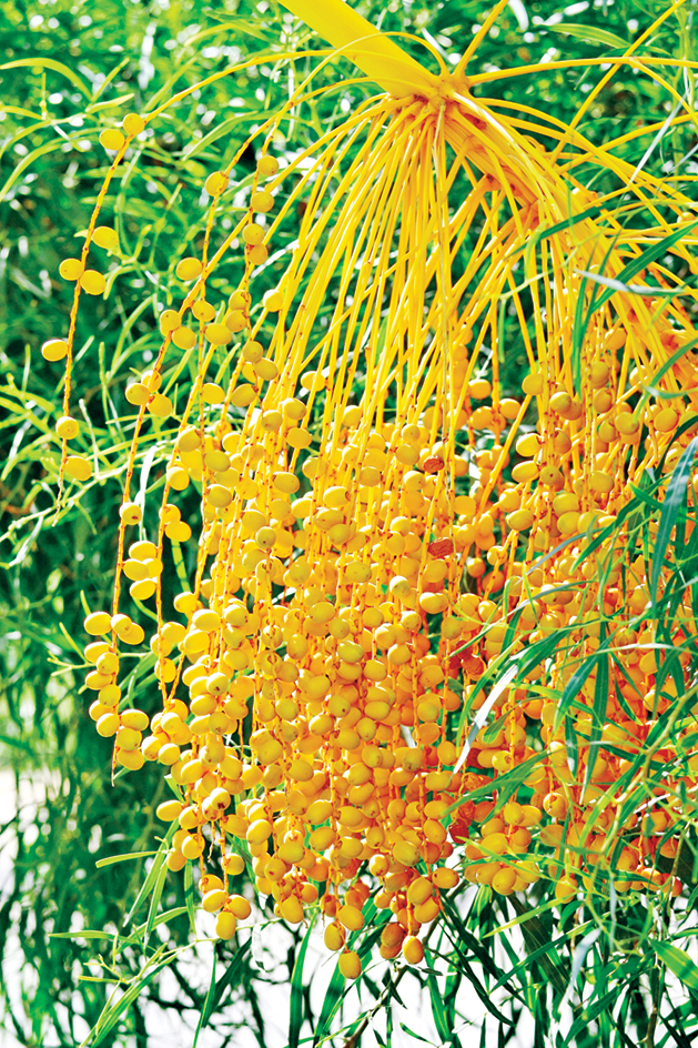 Dates on a date palm tree