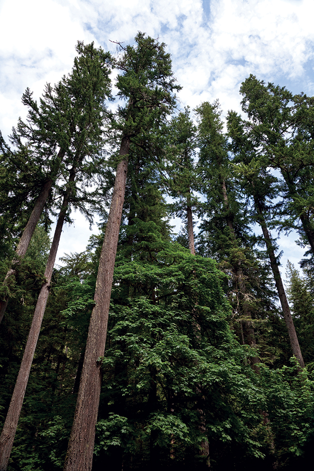 The Douglas-fir tree