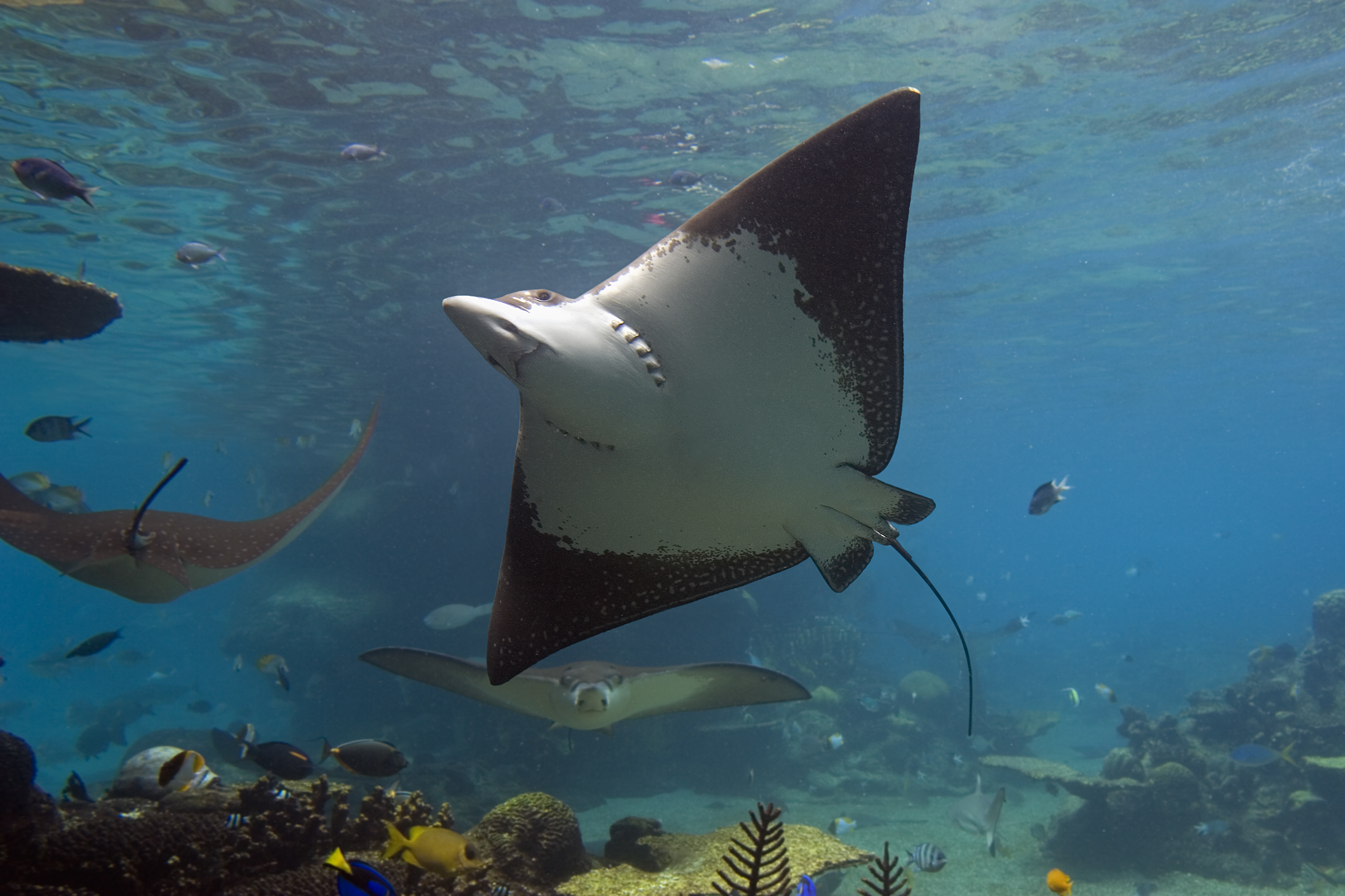 Spotted eagle rays