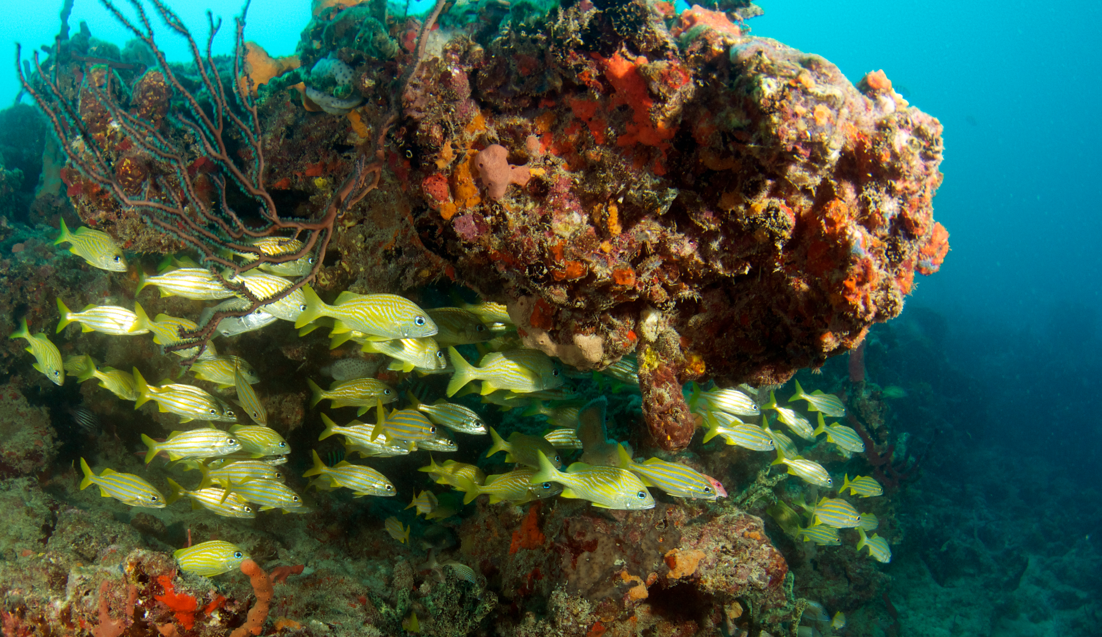 Small, lively swimming fish on a coral reef