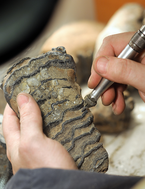 Preparing a mammoth tooth fossil