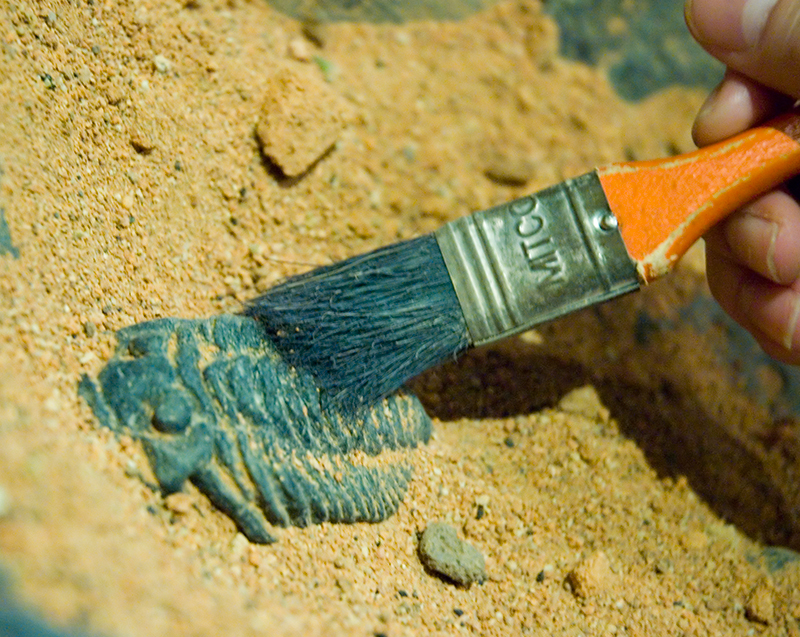 Cleaning a trilobite fossil