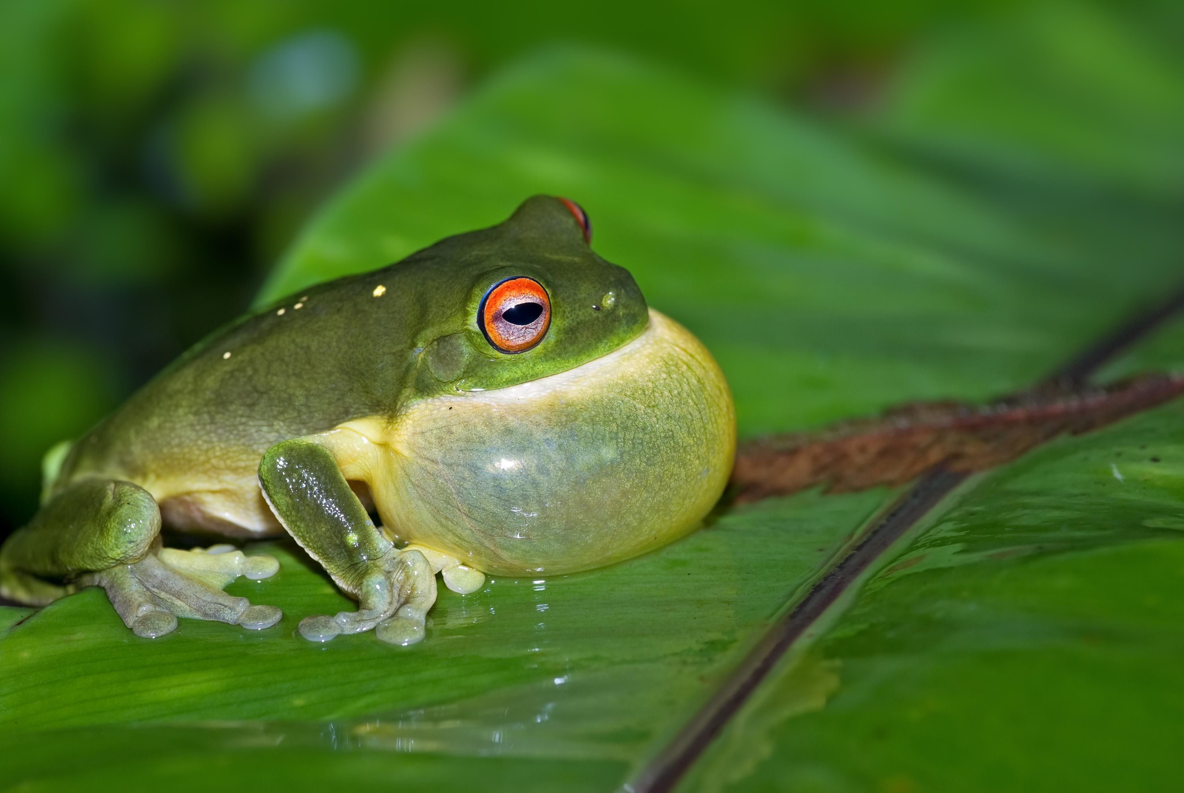 Male frog sounds a mating call