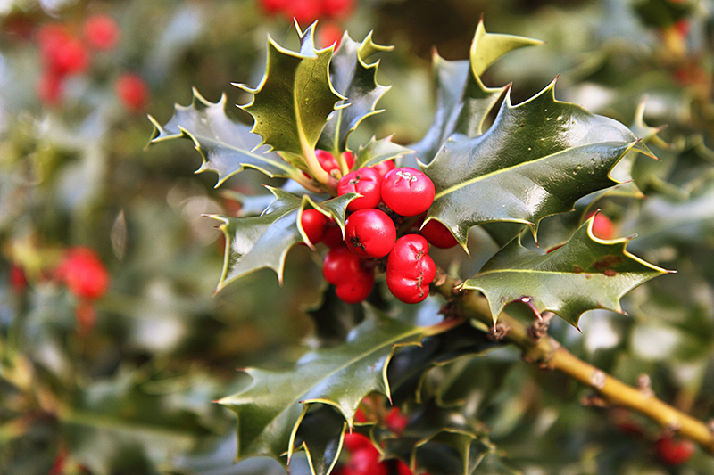 Holly leaves and berries