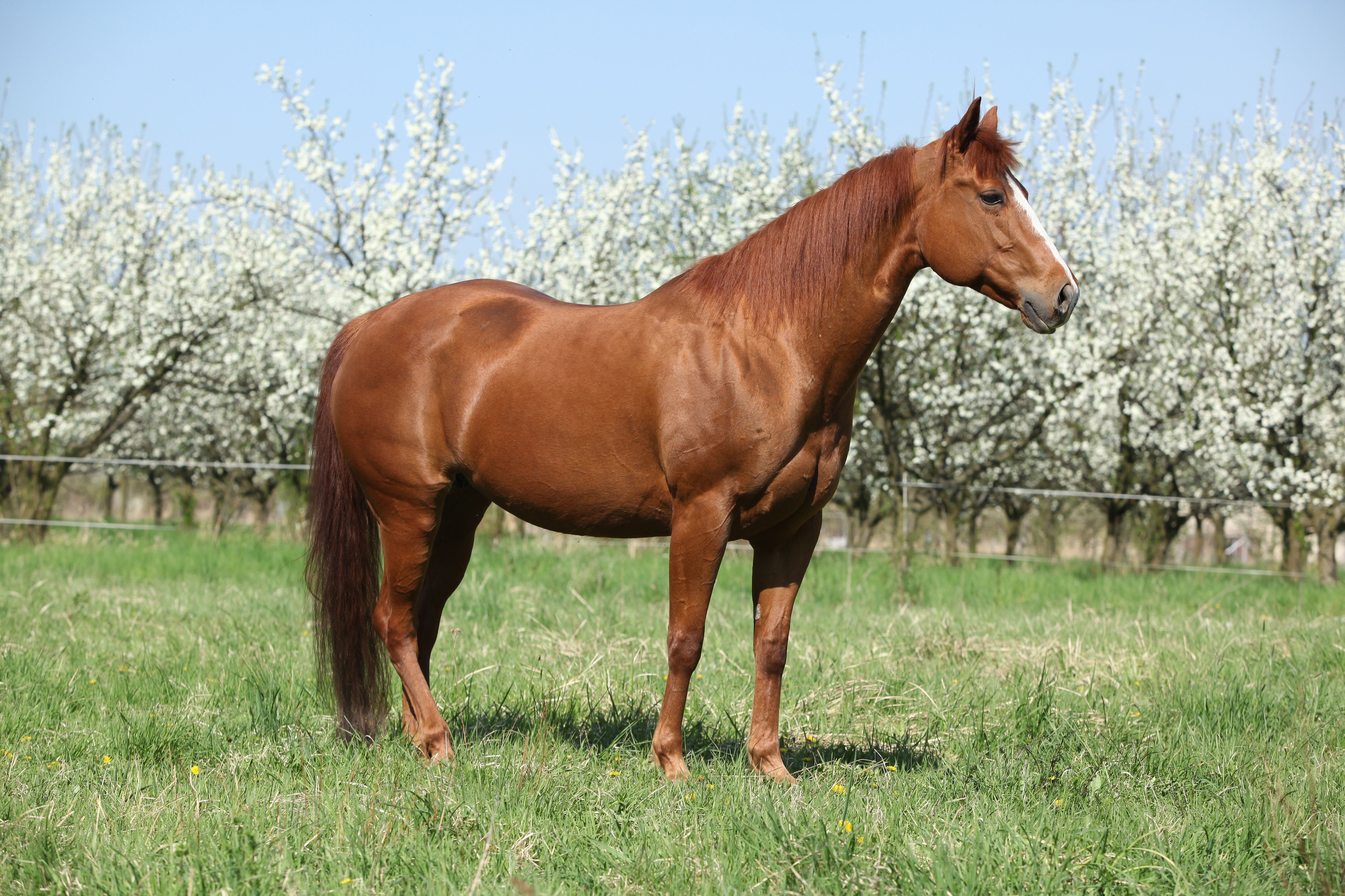 Quarter Horse