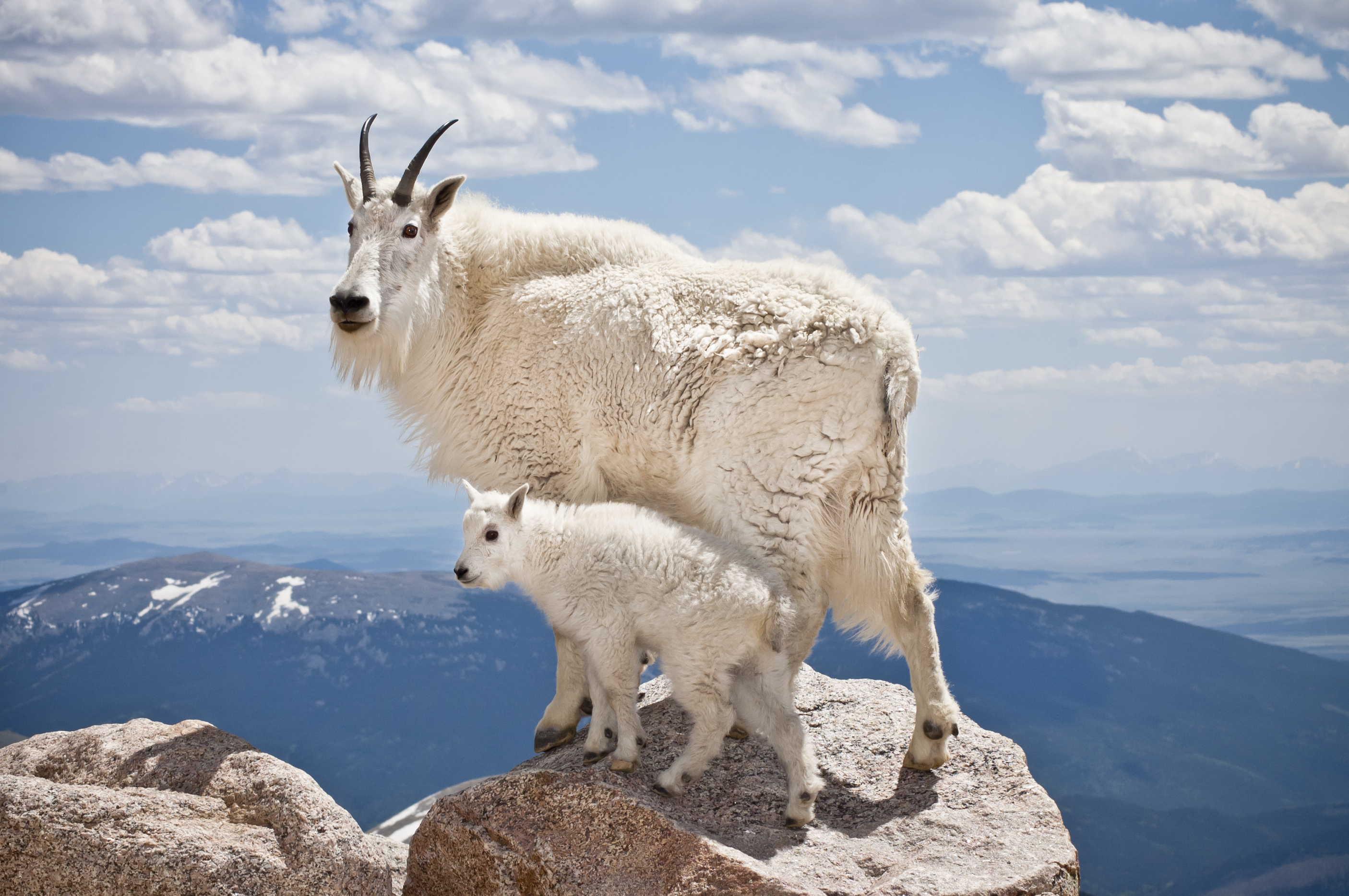 Mountain goats