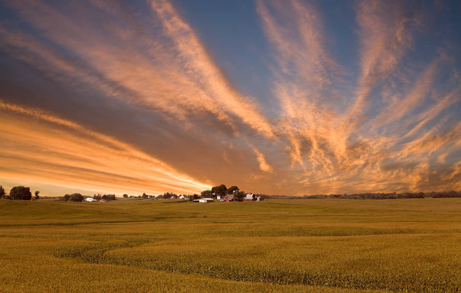 Iowa cornfield