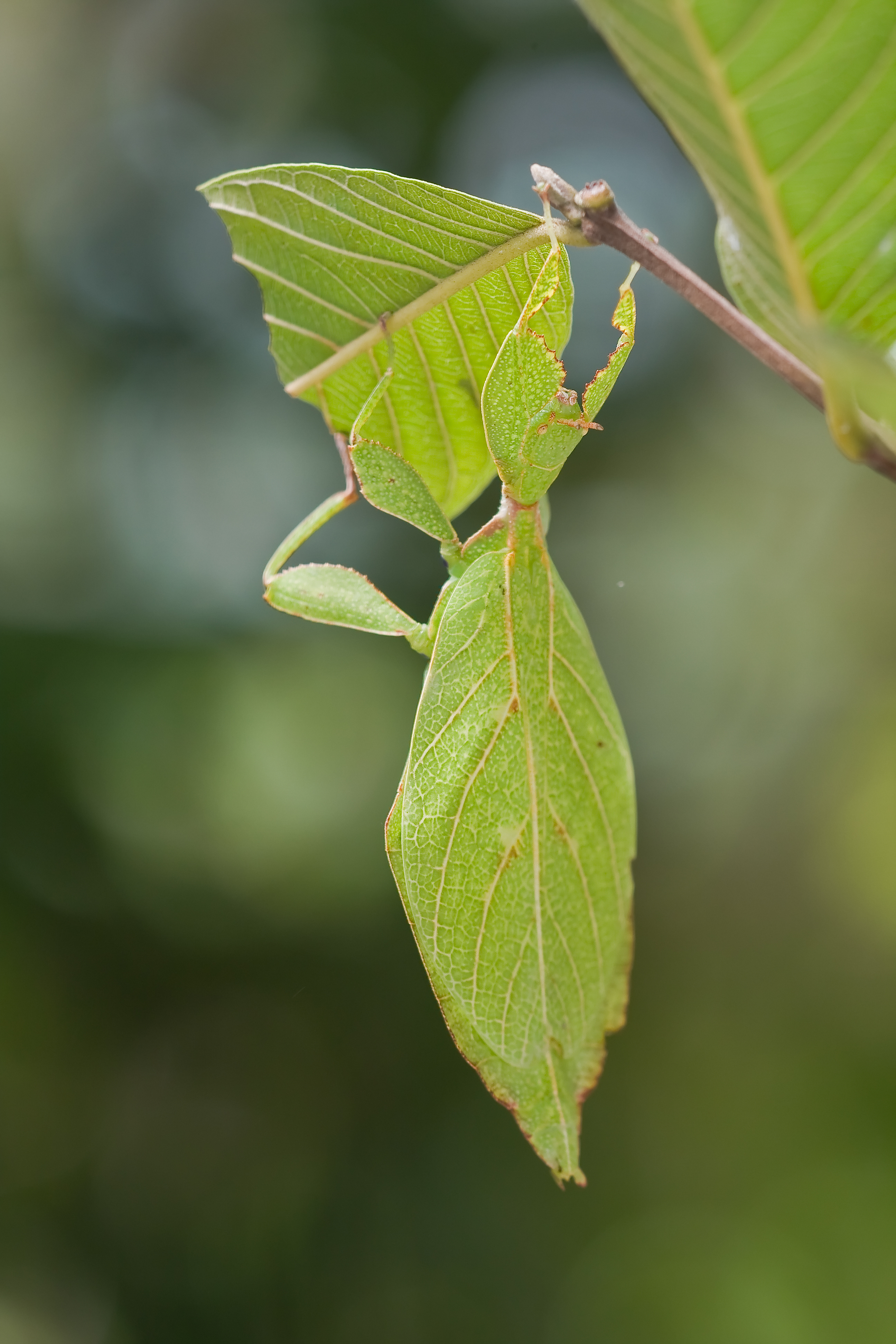 Leaf insect