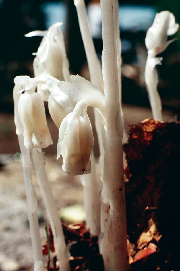 Indian pipe