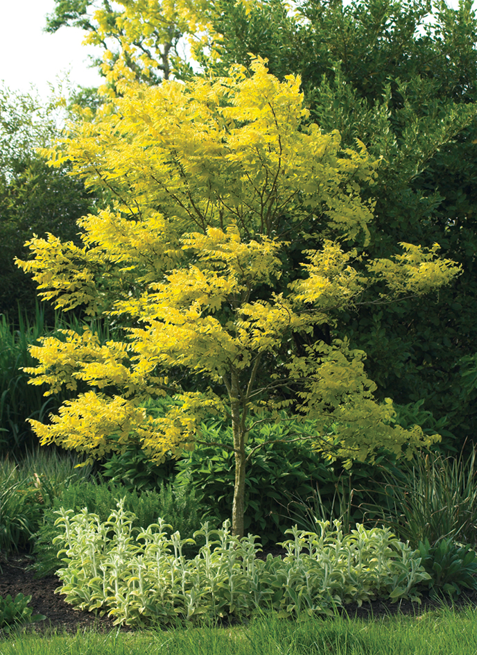 The honey locust tree