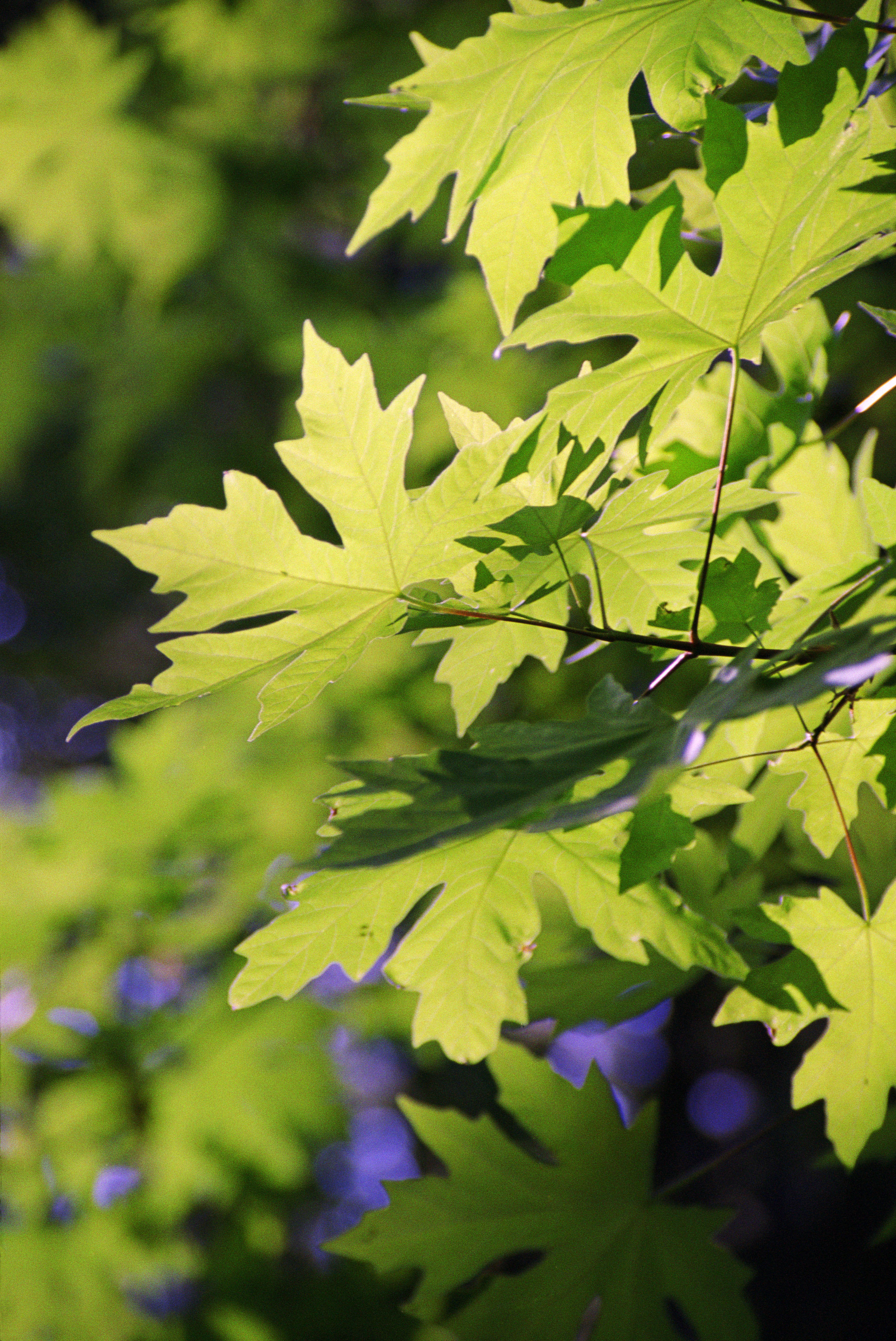 A maple tree has broad, flat leaves.