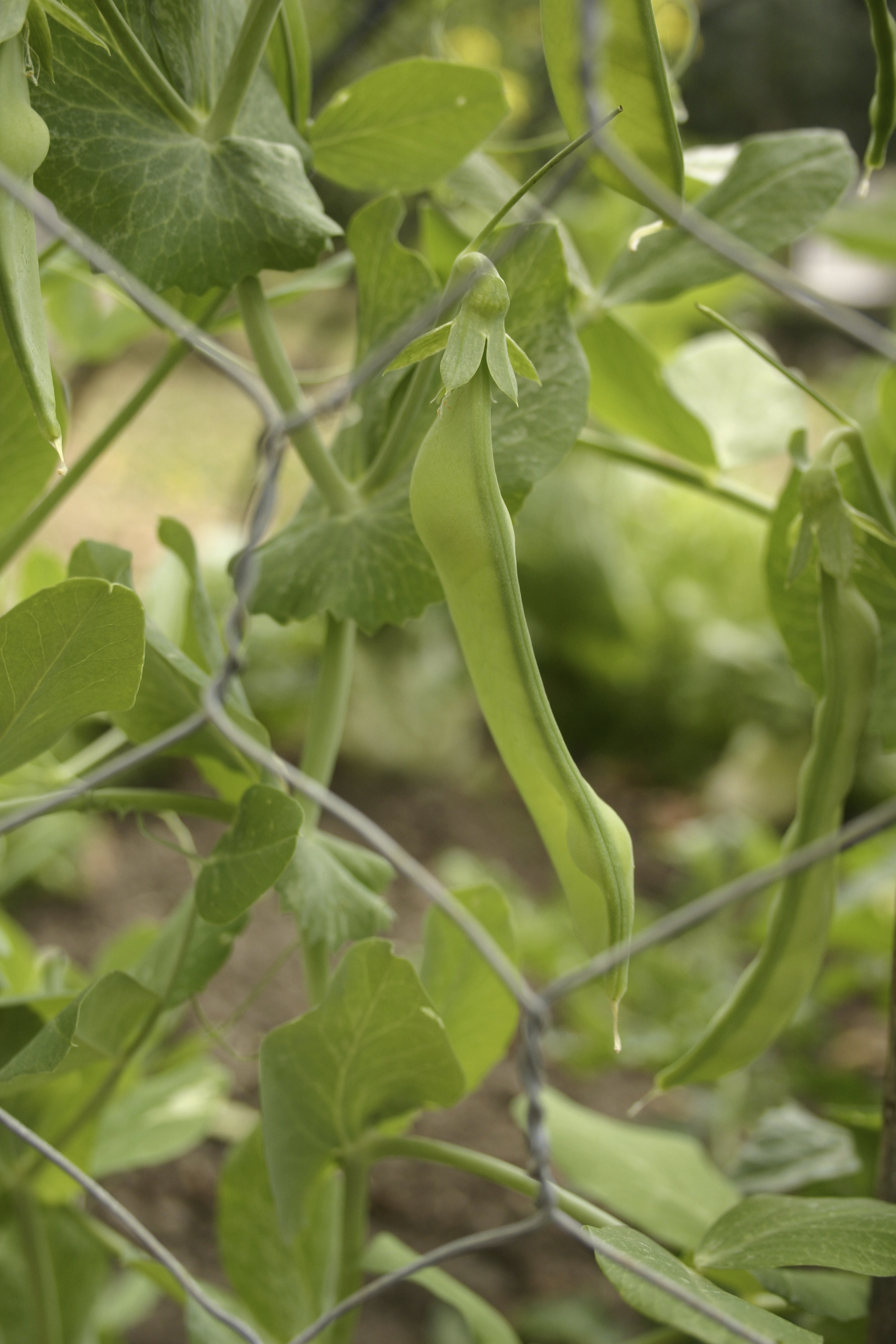 Tendrils on a garden pea plant