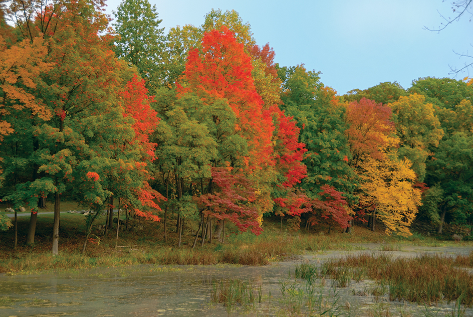 Sugar maple trees