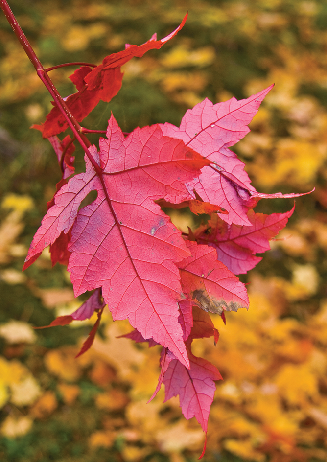 Sugar maple leaves