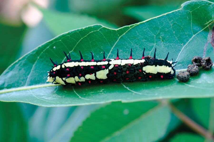 Moth caterpillar with spines