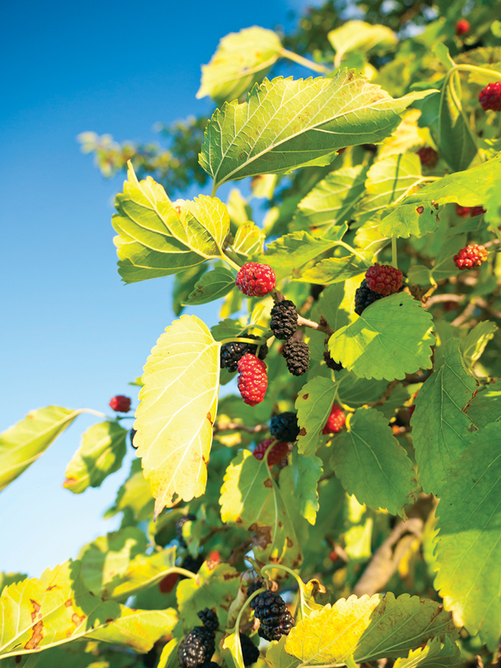 Black mulberry tree