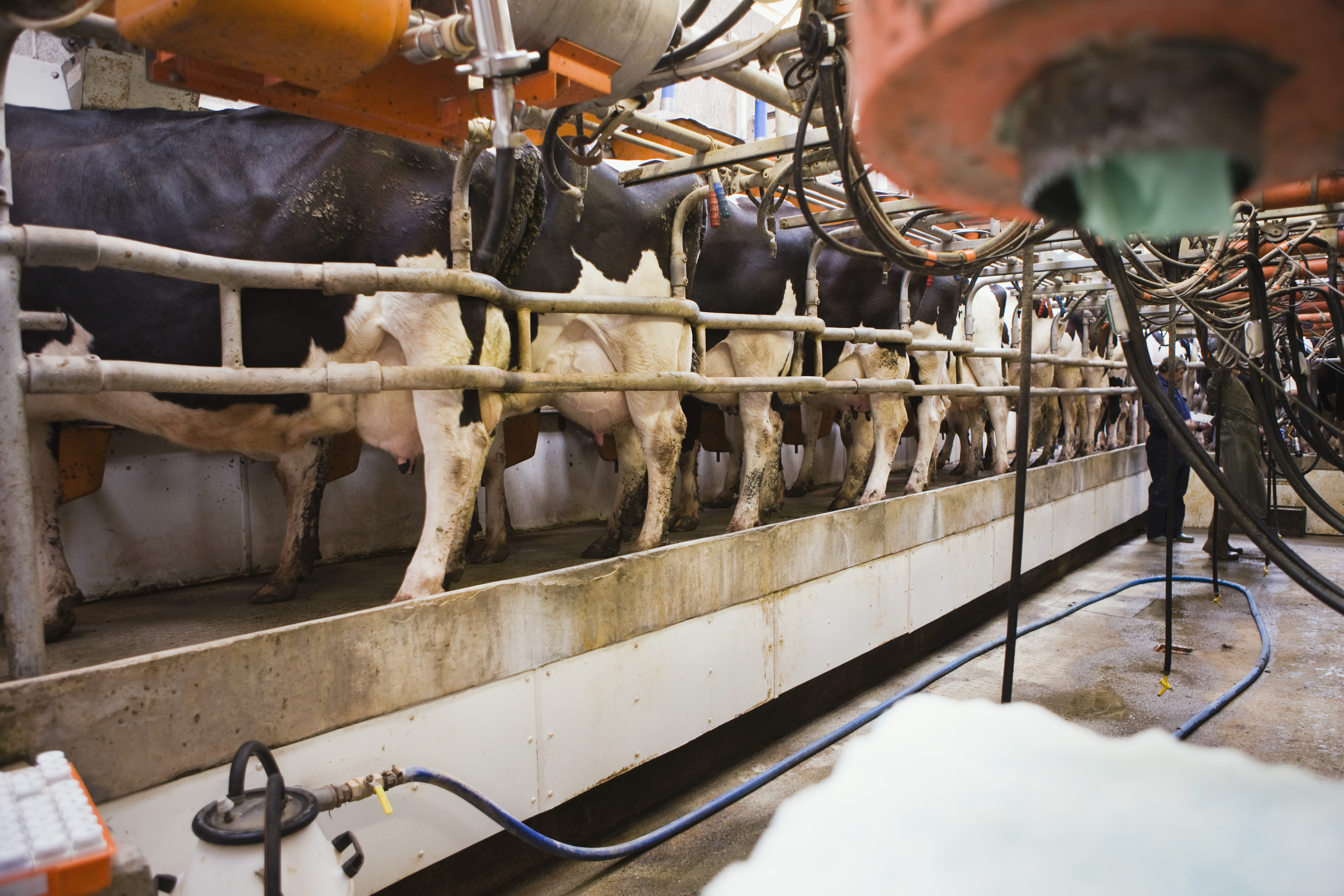 Milking parlor on dairy farm