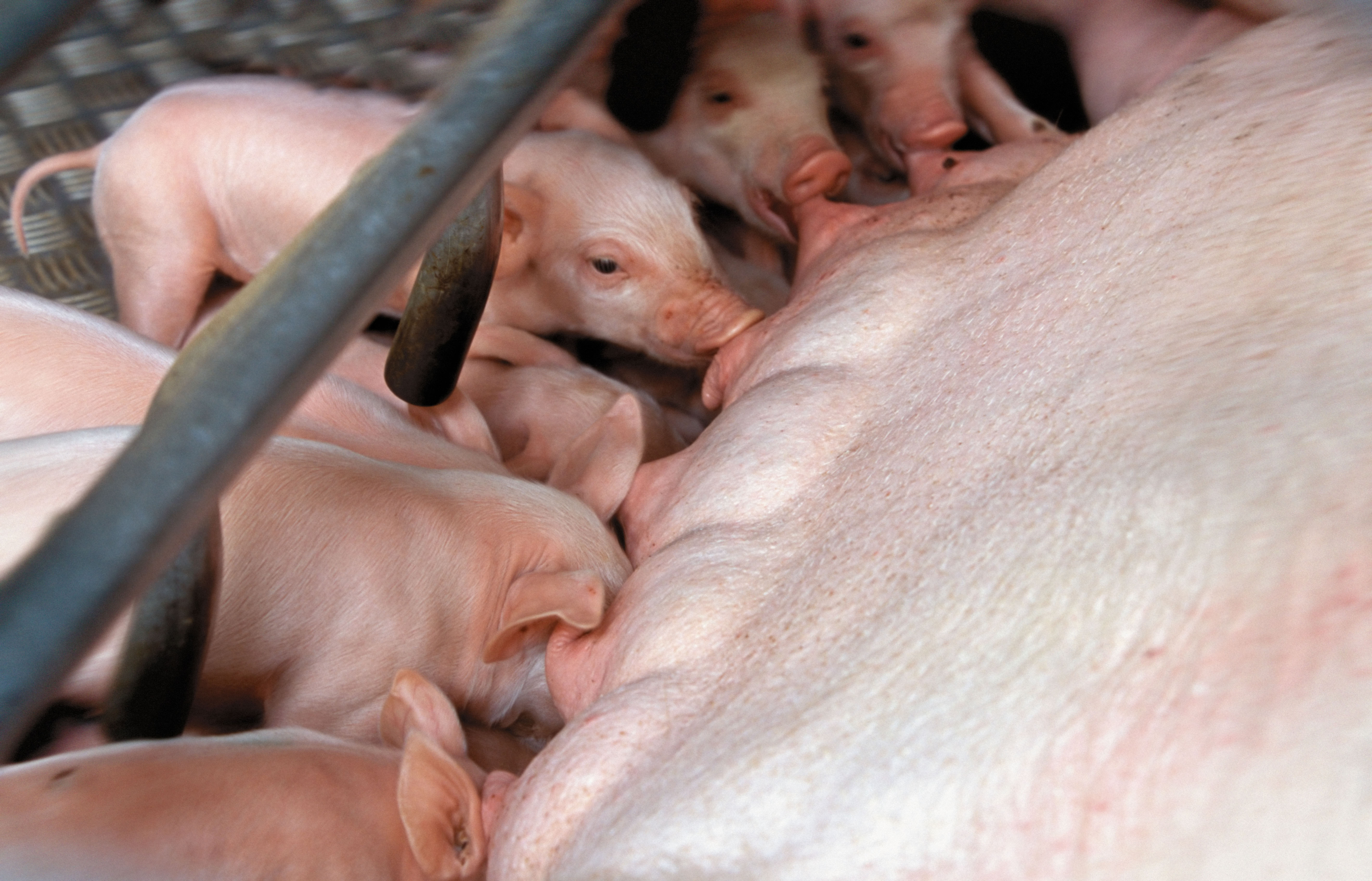 Baby hogs nursing