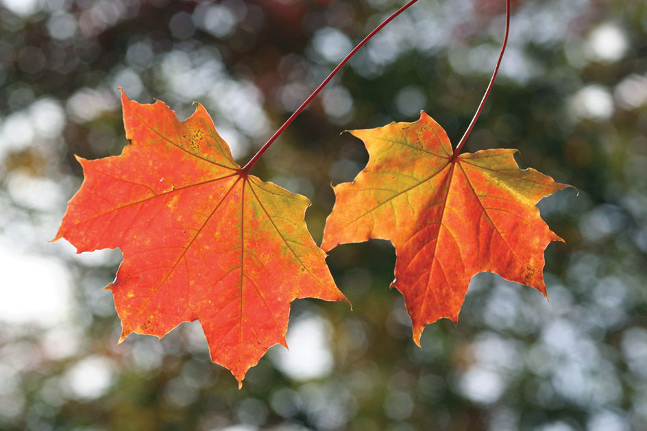 Norway maple leaf