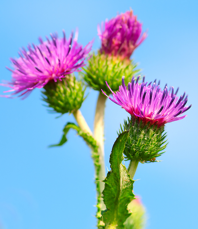 Burdock blossoms