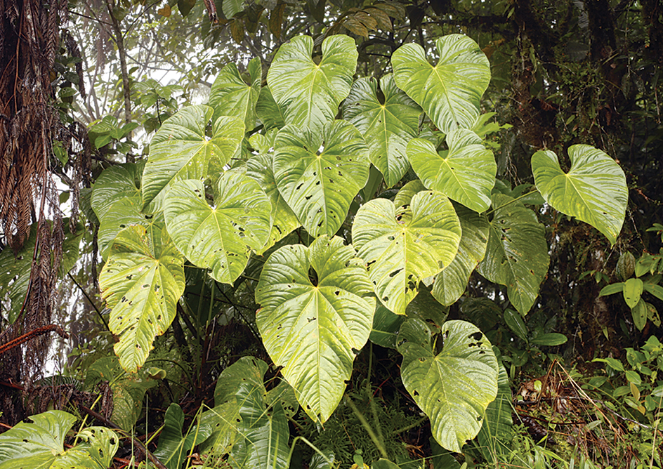 Philodendron