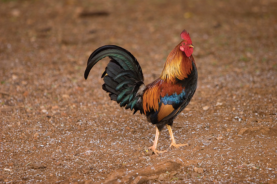 Male junglefowl