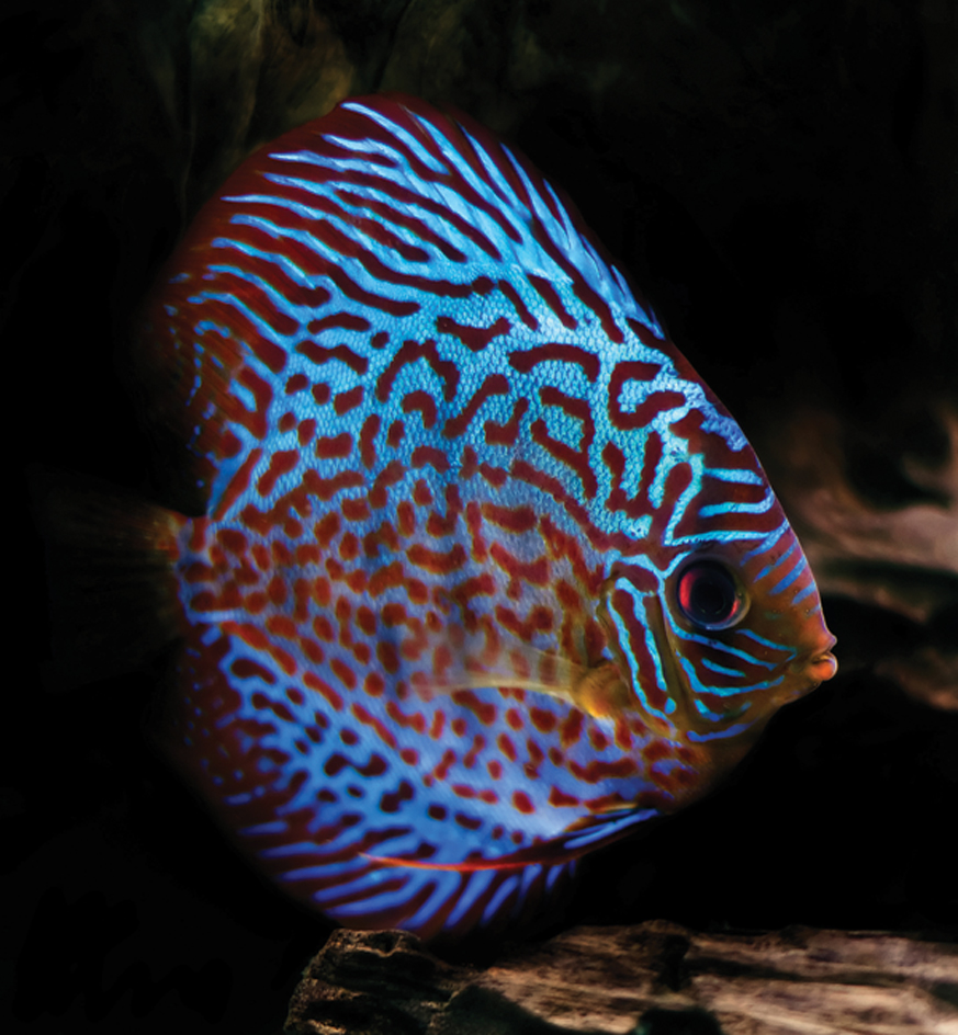 Discus fish