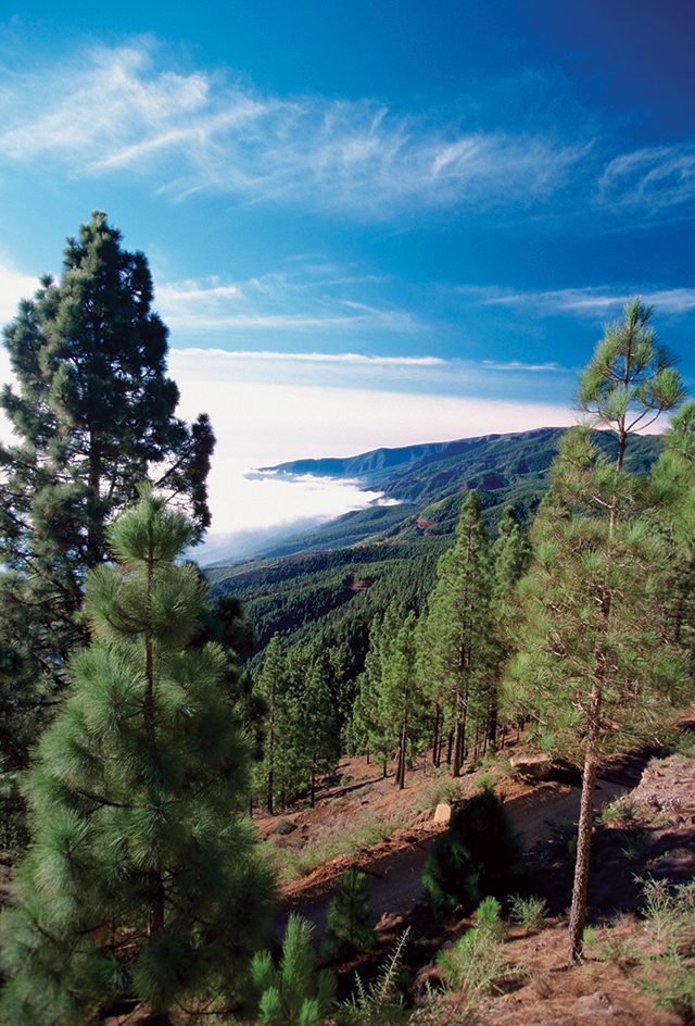 Pine forest in the Canary Islands