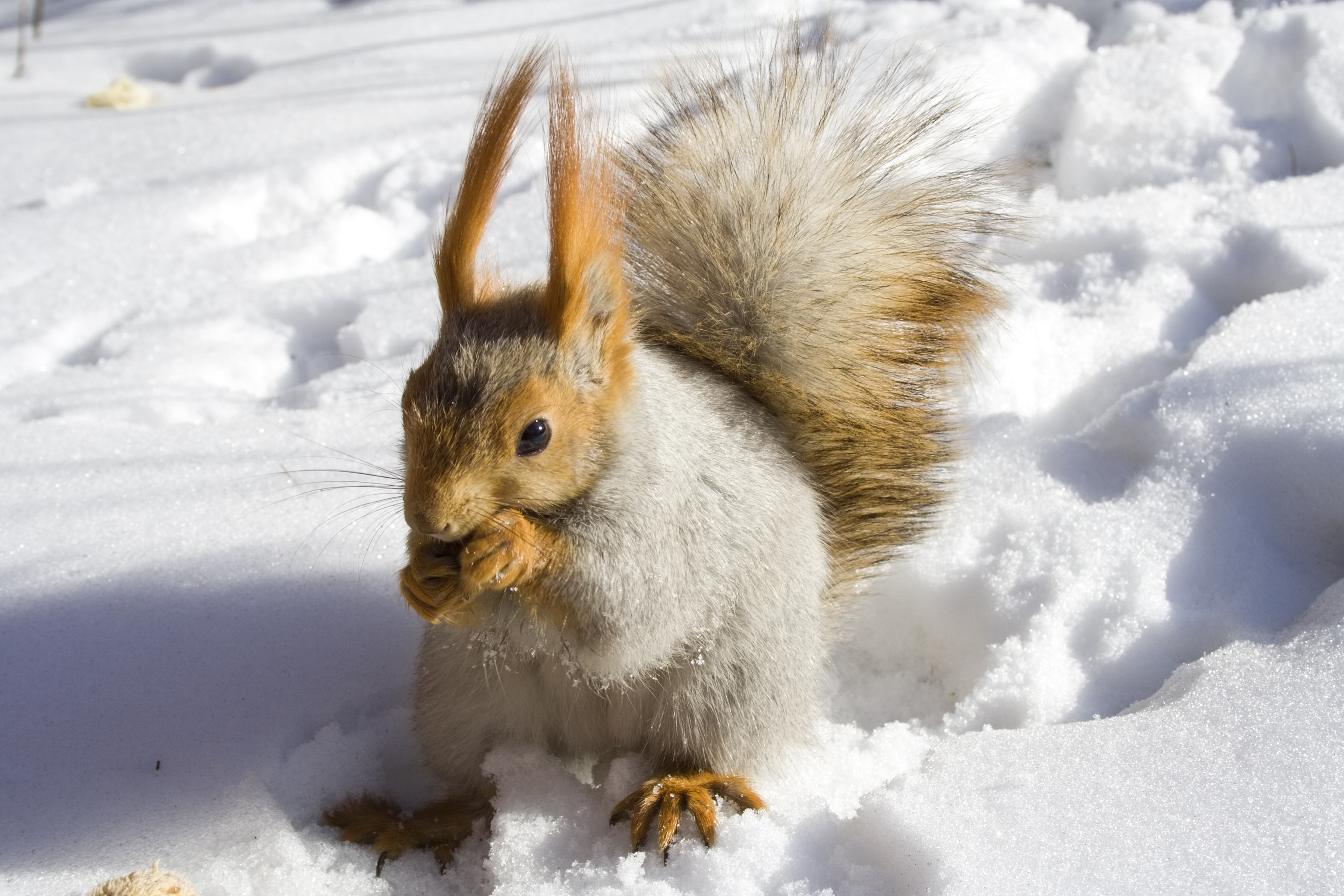 Eurasian red squirrel