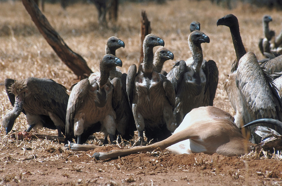 White-backed vultures