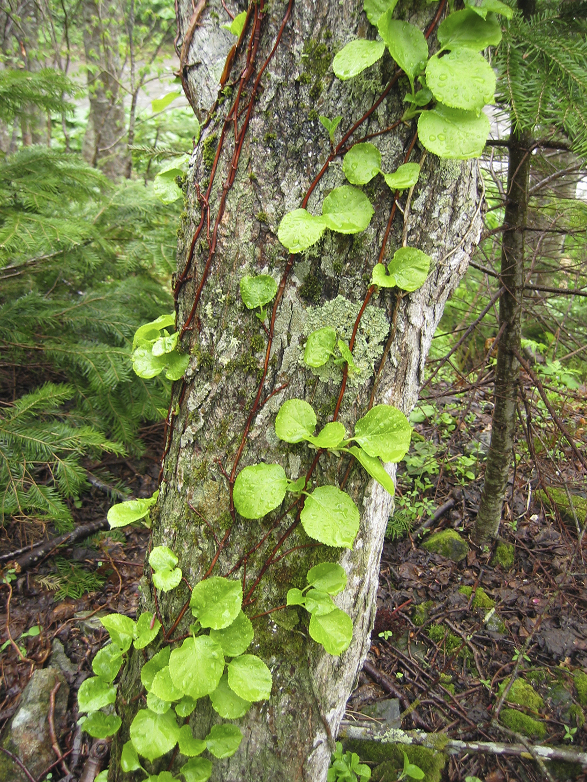 Liana vines on a tree trunk