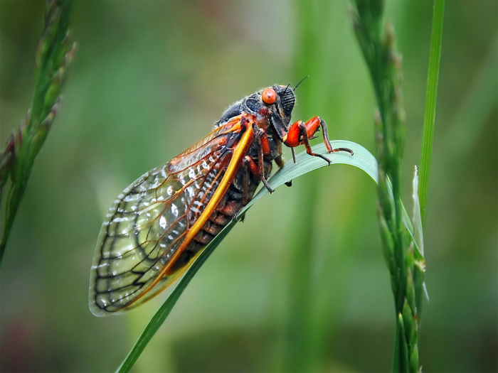 Periodical cicada