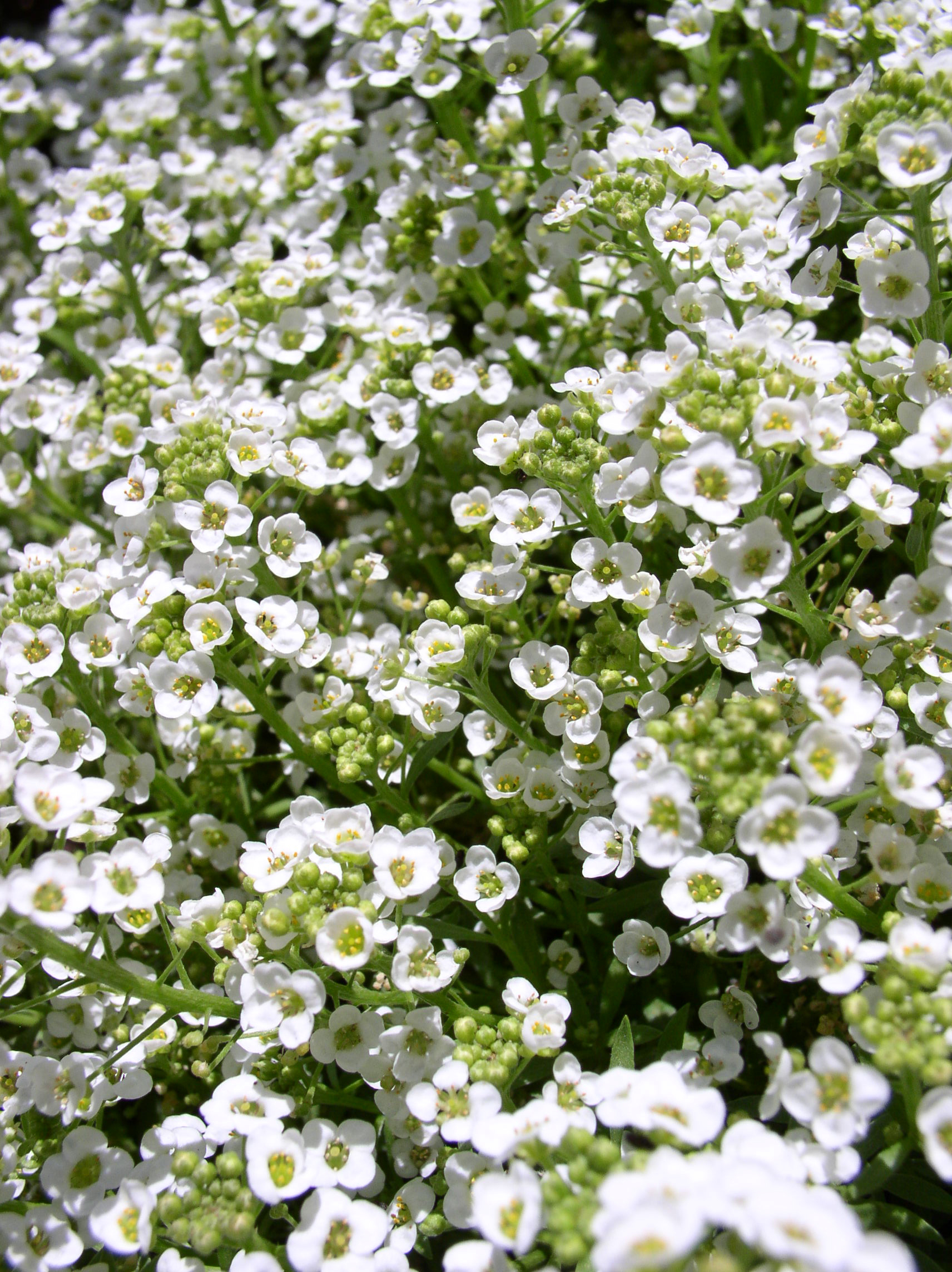 Sweet alyssum