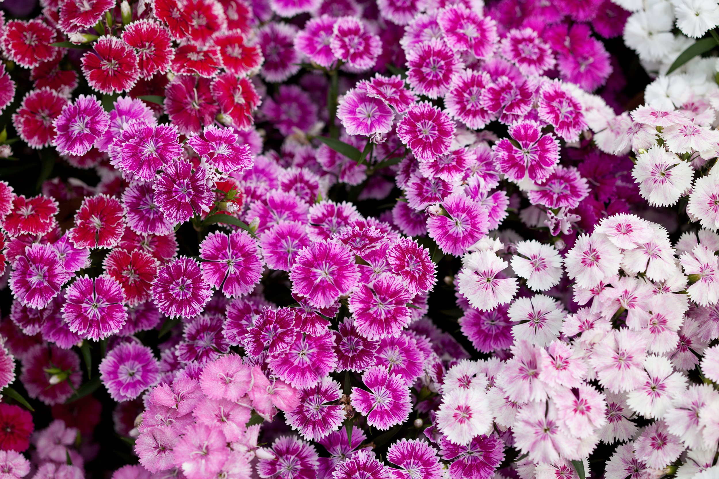 Sweet William